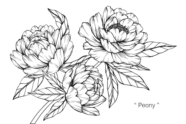 Peony flower drawing illustration.