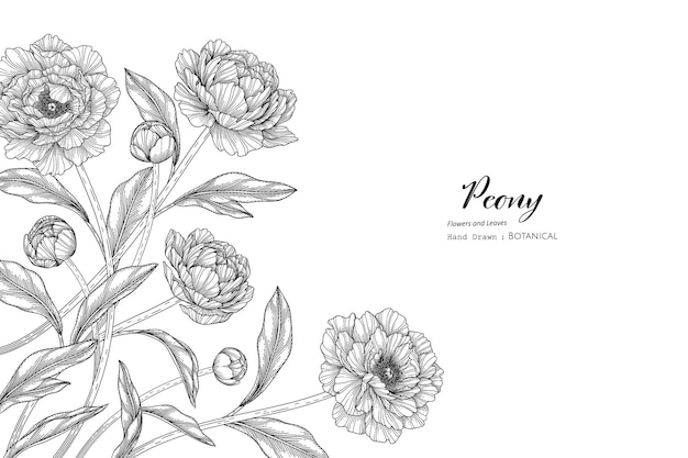 Vector peony flower and leaf hand drawn botanical illustration with line art.