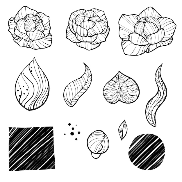 Peony flower and leaves line drawing. Vector hand drawn outline floral set. Simple botanical peonies, branch and berry countur. Black ink sketch. Great for tattoo, invitations, greeting cards, decor