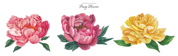 Peony flower set watercolor illustration