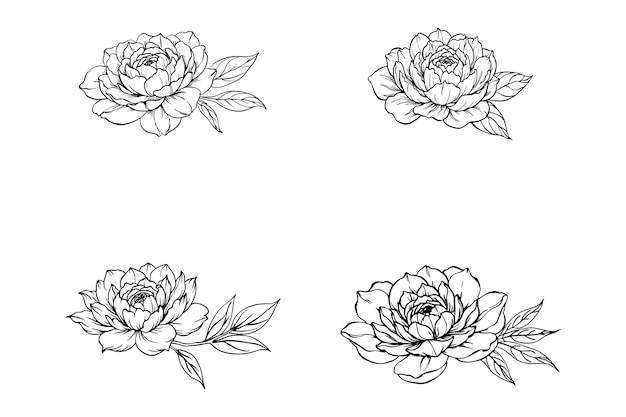 Vector peony flower sketch