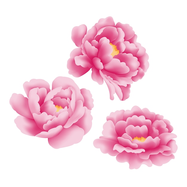  peony flower vector