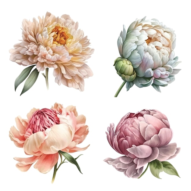 Peony flower watercolor paint collection