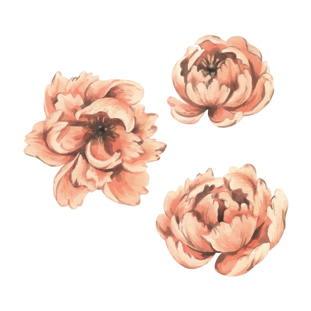 Peony flowers in the color year 2024 peach fuzz delicate graceful from different angles Hand drawn watercolor illustration Set of elements isolated from background