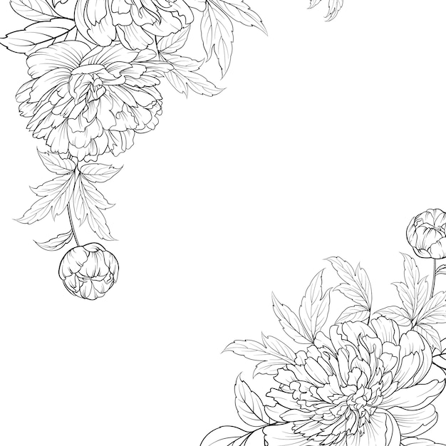 Peony graphic vector line sketch.