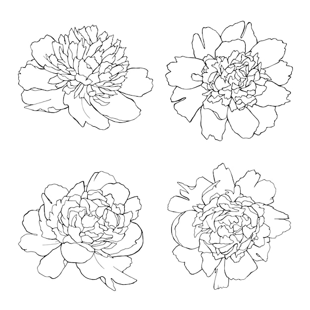 Peony hand drawn illustrations set of line art black botanical flowers isolated on white