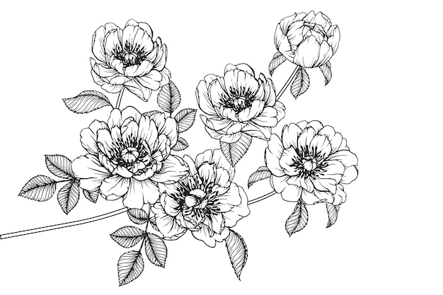 Peony julia rose Leaf and flower drawings. Vintage Hand drawn Botanical Illustrations.