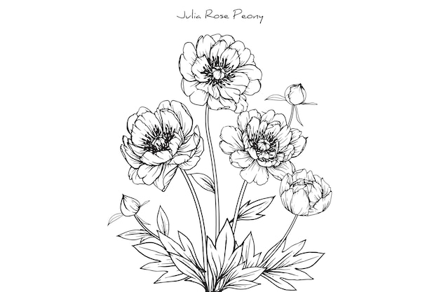 Peony julia rose Leaf and flower drawings. Vintage Hand drawn Botanical Illustrations.