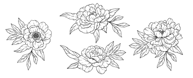 Vector peony line art fine line peony bouquets hand drawn illustration coloring page with peony flowers