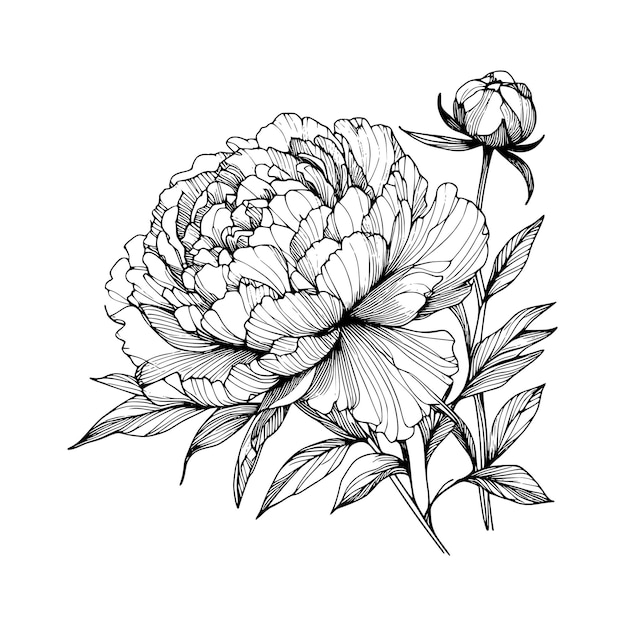 Vector peony line illustration