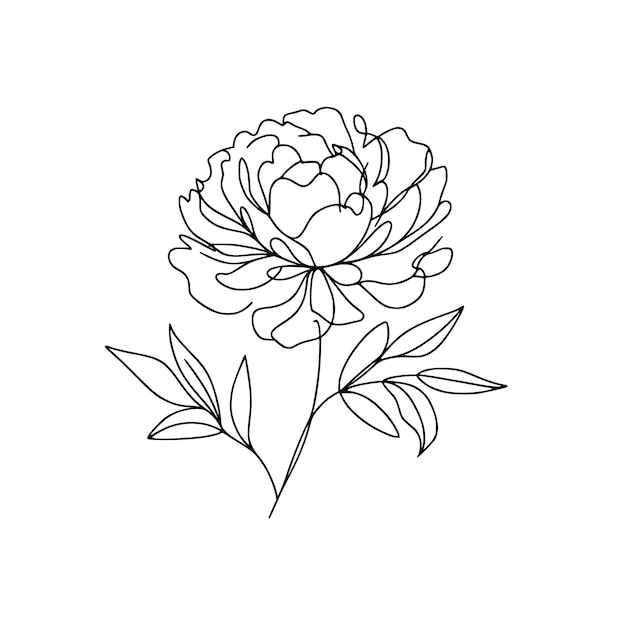 Vector peony line illustration