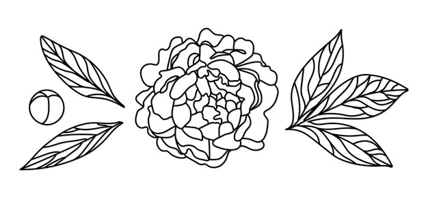 Vector peony set peonies with leaves outline wedding floral designs collection