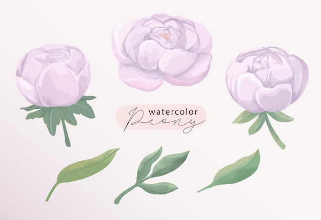 Peony watercolor illustration set Botanical violet purple flower and leaf collection art element