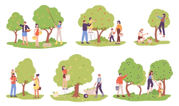 People harvesting fruit trees Family picking fruits plucking berries in orchard autumn garden harvest people on ladder pick cart crop fresh apples garish vector illustration