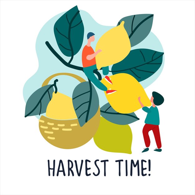 Vector people picking lemons harvest time quote harvesting concept agritourism pickyourown concept fresh fruit concept hand drawn vector illustration in abstract flat style