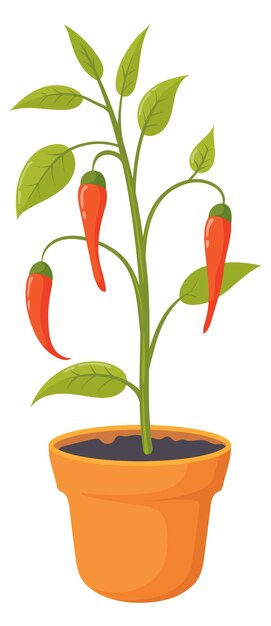 Pepper growing in flowerpot Home garden vegetable icon