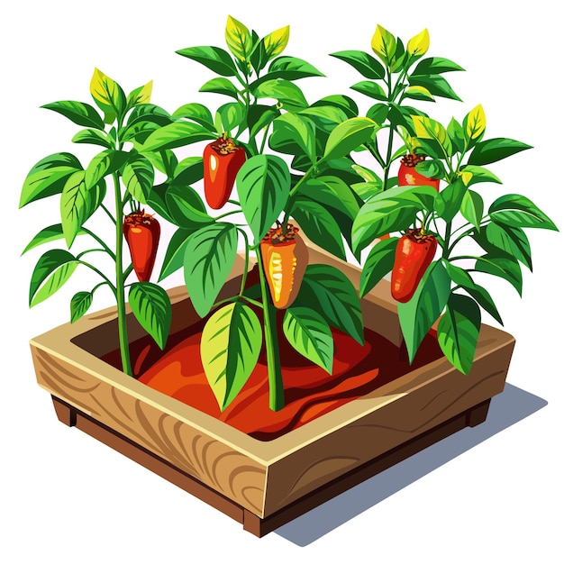 Vector pepper plant in garden vector illustration isolated design