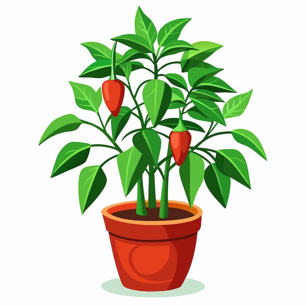 Vector pepper plant in pot vector illustration isolated design