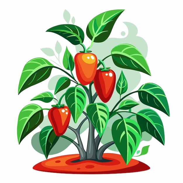 Vector pepper plant with peppers vector illustration isolated design