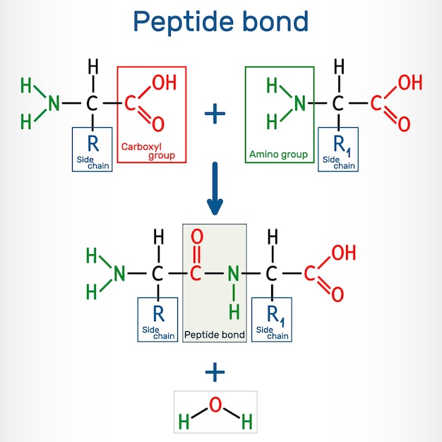 Vector peptide bond formation of amide bonds from two amino acids