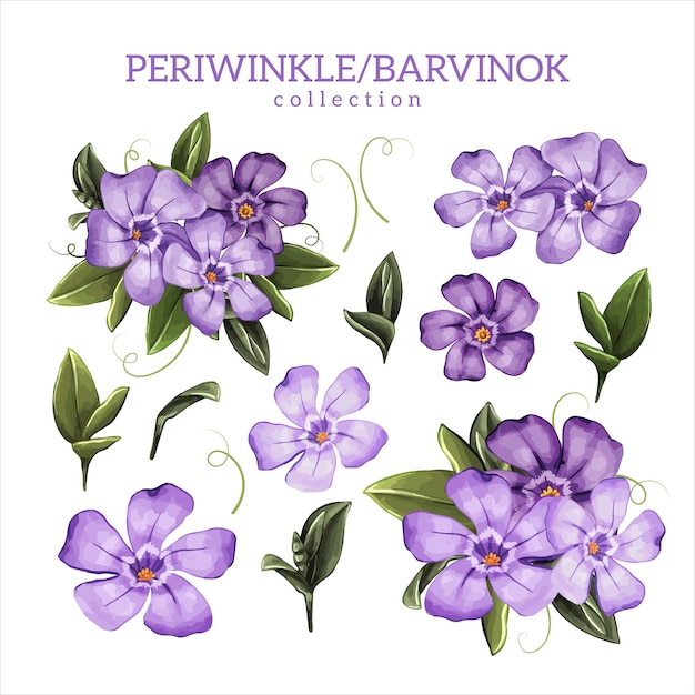 Periwinkle or barvinok flowers and leaves collection color illustration