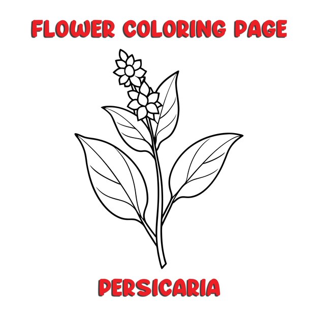 Vector persicaria flowers coloring book for kids