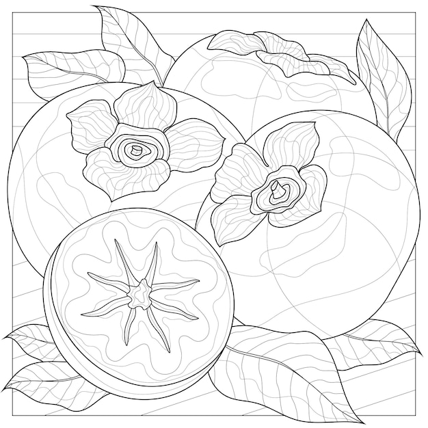 Persimmon. Fruit.Coloring book antistress for children and adults. Zen-tangle style.Black and white drawing