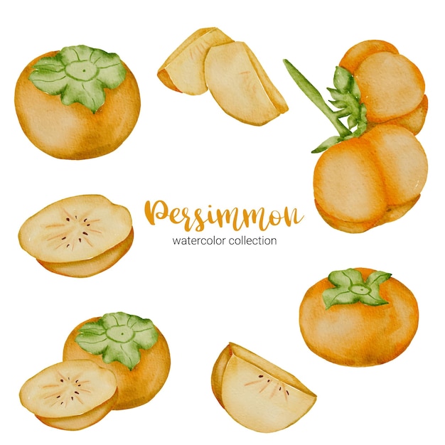 Persimmon fruit in watercolor collection, full of fruit and cut into pieces