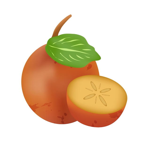 Persimmon Vector Art