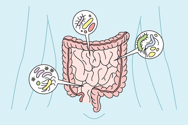 Vector person digestive tract with bacteria