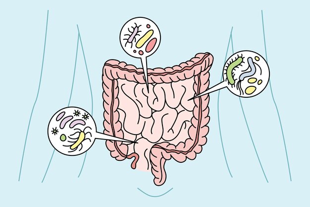 Vector person digestive tract with bacteria