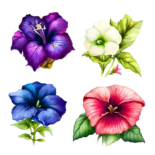 Petunia flower watercolor paint collection