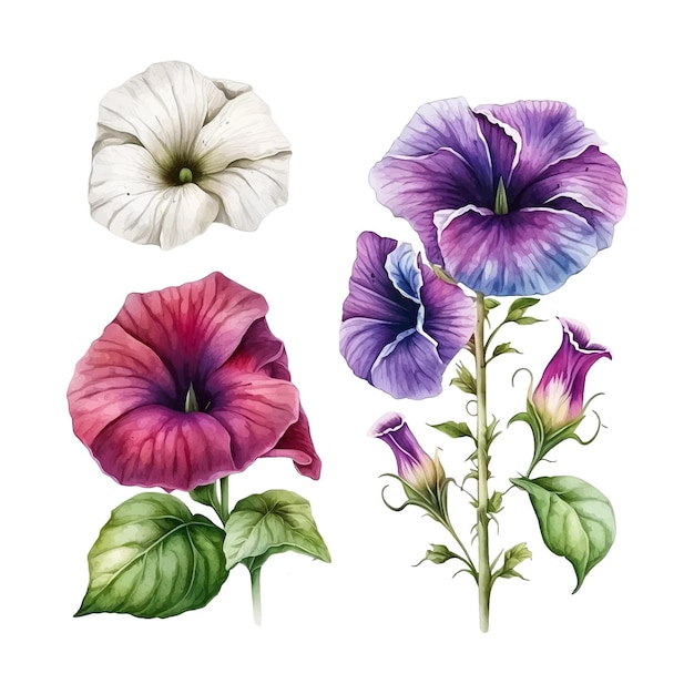 Petunia flower watercolor paint