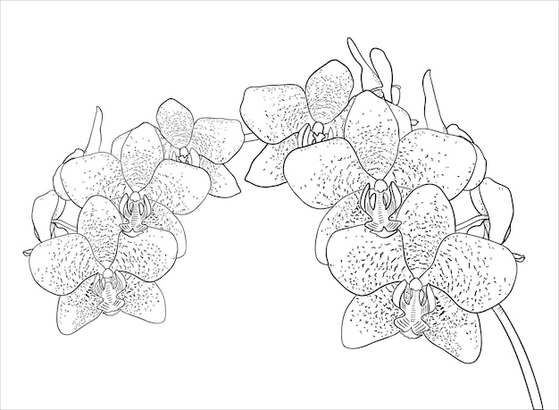 Vector phalaenopsis orchid branch sketch drawing