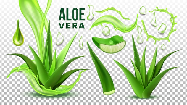 Pharmacy Succulent Aloe Vera 