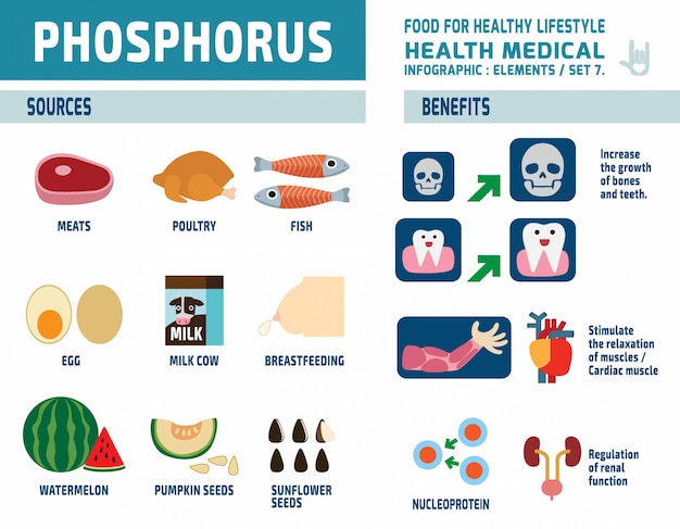 phosphorus. infographic elements. health care concept. flat cute cartoon design illustration. 