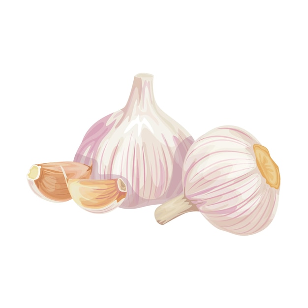 Photo realistic garlic isolated on white background. Vector illustration.