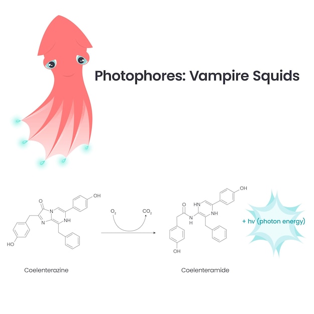 Photophore chemical bioluminescence in vampire squid vector illustration infographic