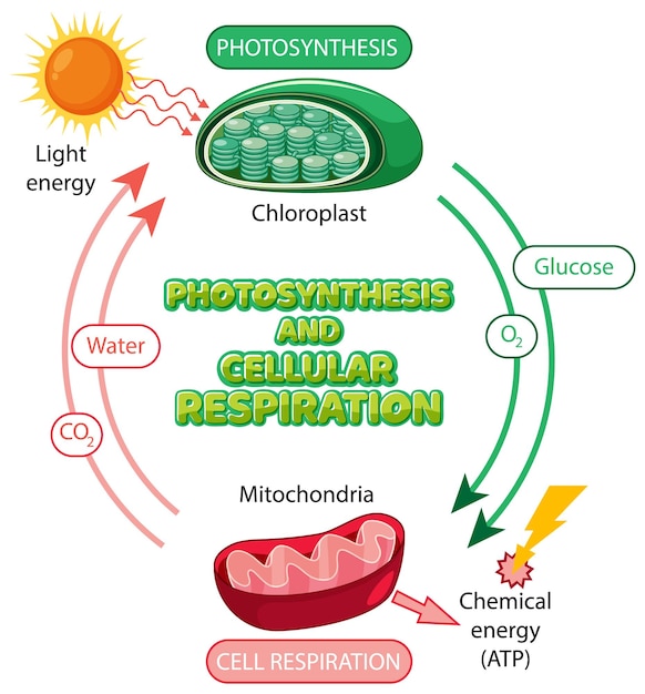 Photosynthesis and Cellular Respiration Diagram