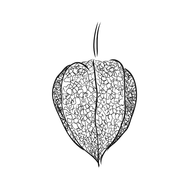 Physalis autotraced vector sketch greyscale physalis vector sketch on a white background