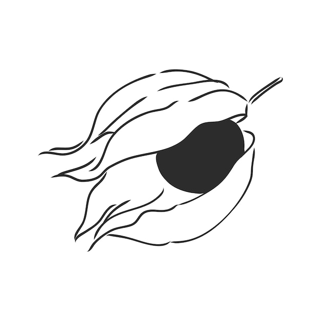 Physalis autotraced vector sketch greyscale physalis vector sketch on a white background