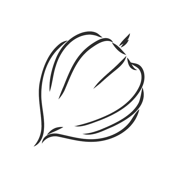 Physalis autotraced vector sketch greyscale physalis vector sketch on a white background