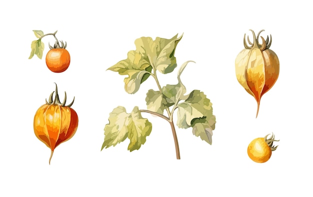 Physalis clipart isolated vector illustration