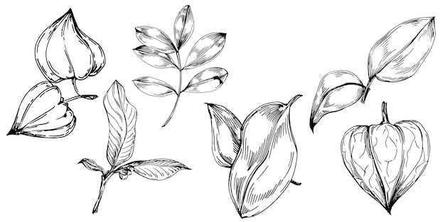 Physalis Isolated botanical flower leaves Black and white engraved sketch ink art