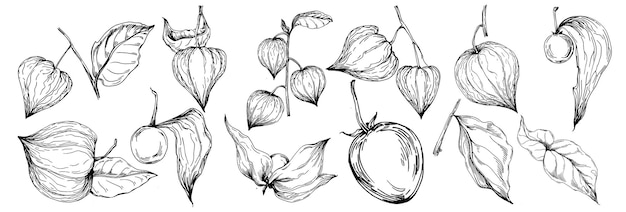 Physalis Isolated botanical flower leaves Black and white engraved sketch ink art