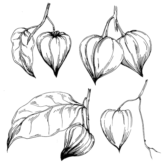 Physalis Isolated botanical flower leaves Black and white engraved sketch ink art