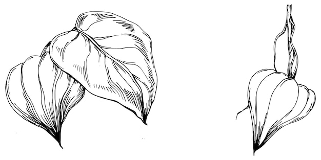 Physalis Isolated botanical flower leaves Black and white engraved sketch ink art