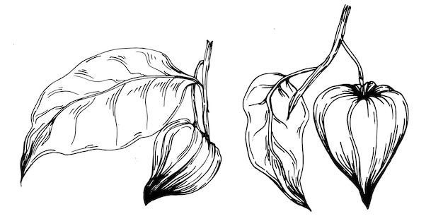 Physalis Isolated botanical flower leaves Black and white engraved sketch ink art