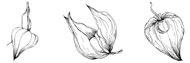 Physalis Isolated botanical flower leaves Black and white engraved sketch ink art