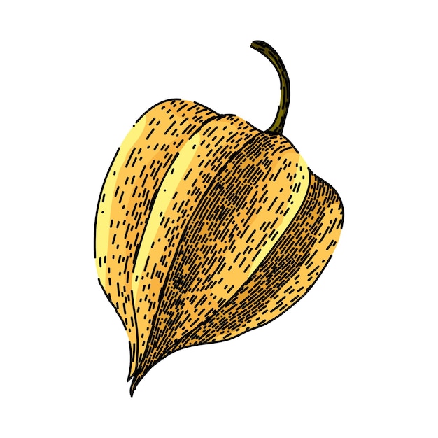 Physalis sweet berry sketch hand drawn vector